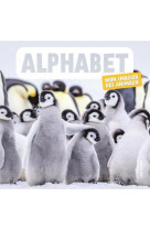 Alphabet - mon imagier des animaux