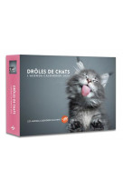 L-agenda - calendrier droles de chats 2022