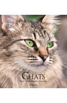 Chats - races, comportements, education